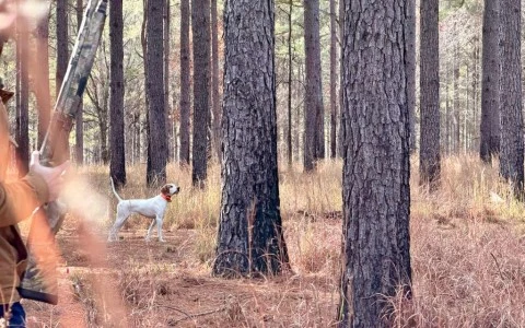a dog standing in a forest