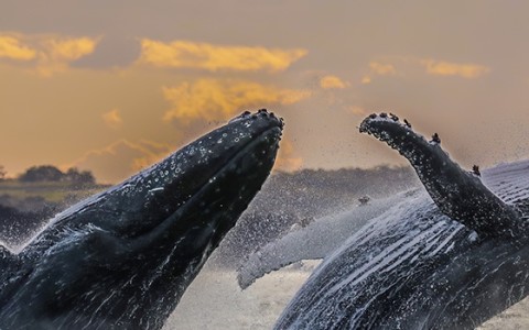 a group of whales jumping out of the water