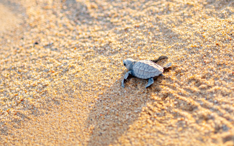 a baby turtle on sand