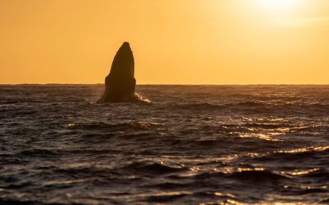 a whale in the water