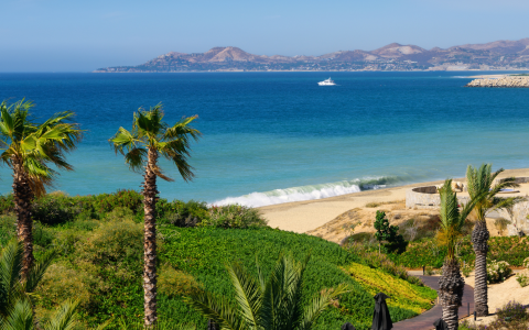 a beach with palm trees and a boat in the distance