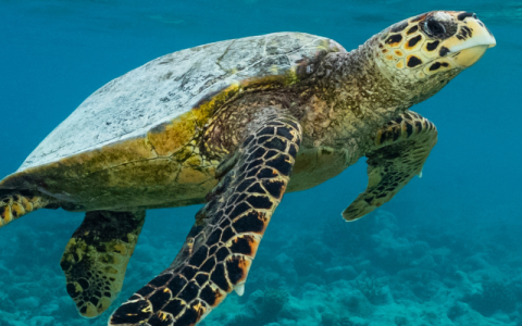 a sea turtle swimming in the water