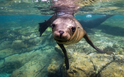 a seal swimming under water
