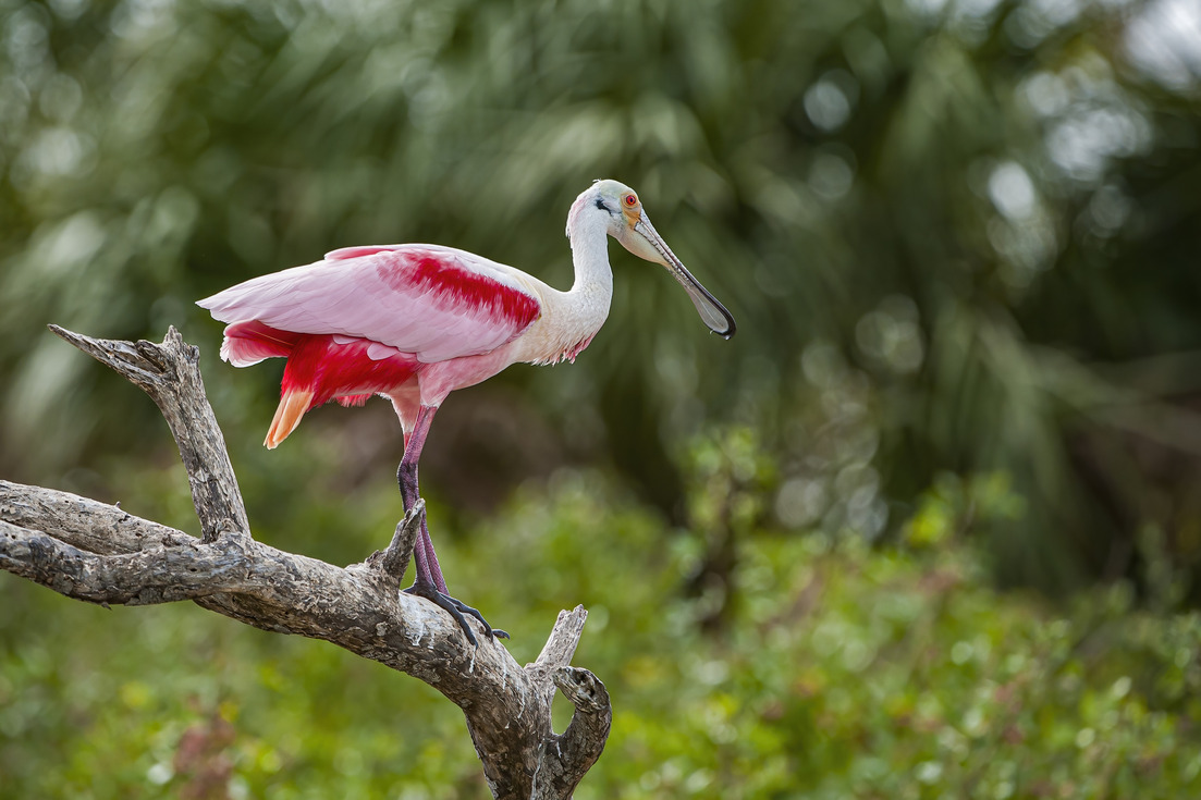 a bird standing on a branch