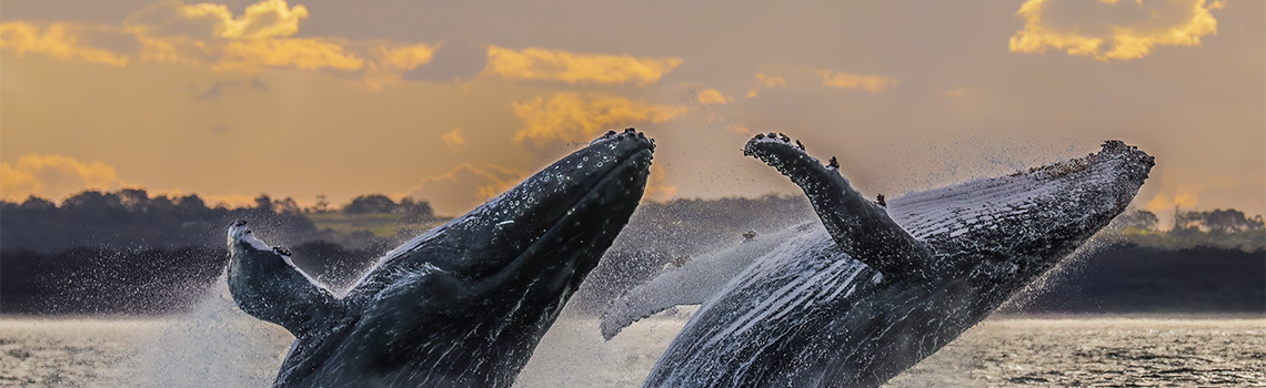 a group of whales jumping out of the water