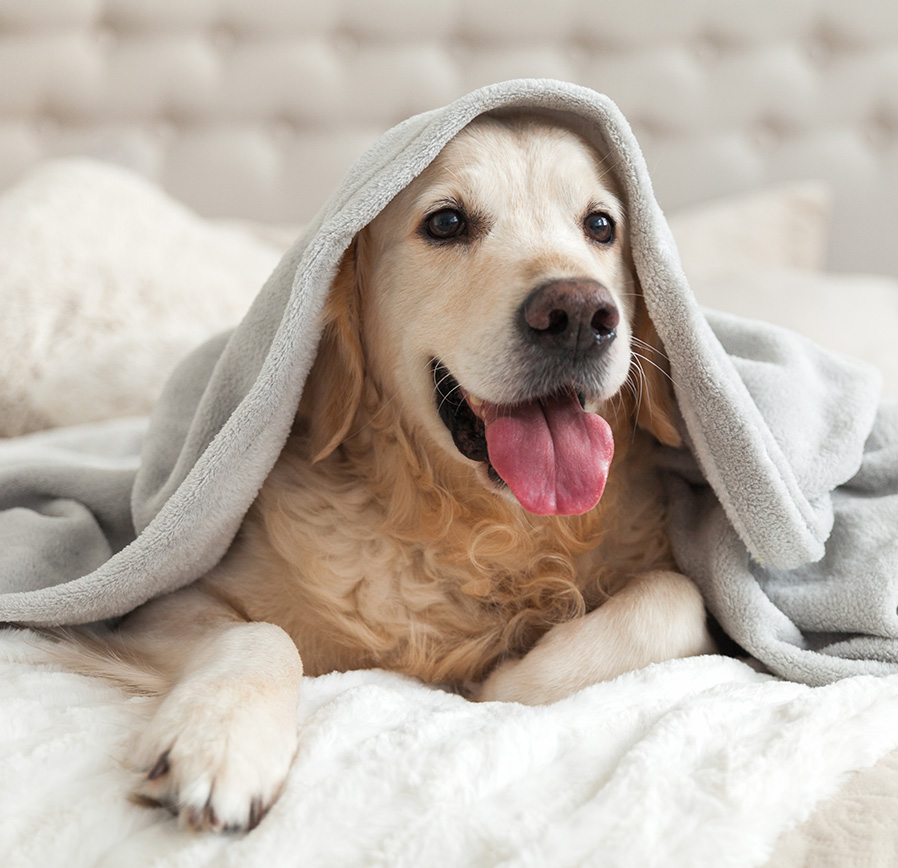 a dog wearing a towel
