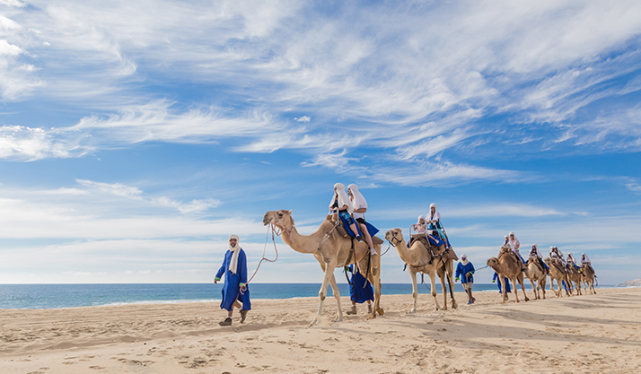 Outback & Camel Safari