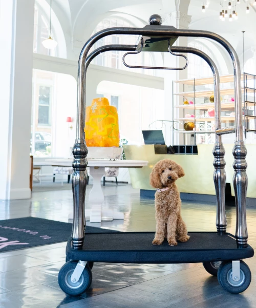 a pup sitting on our luggage cart