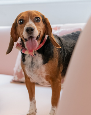 Bailey with his tongue out