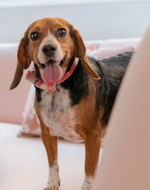 Bailey with his tongue out