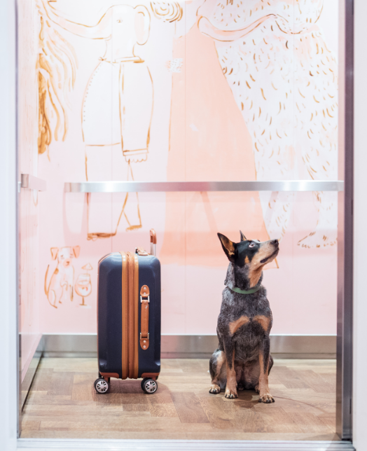 a dog sitting next to a suitcase