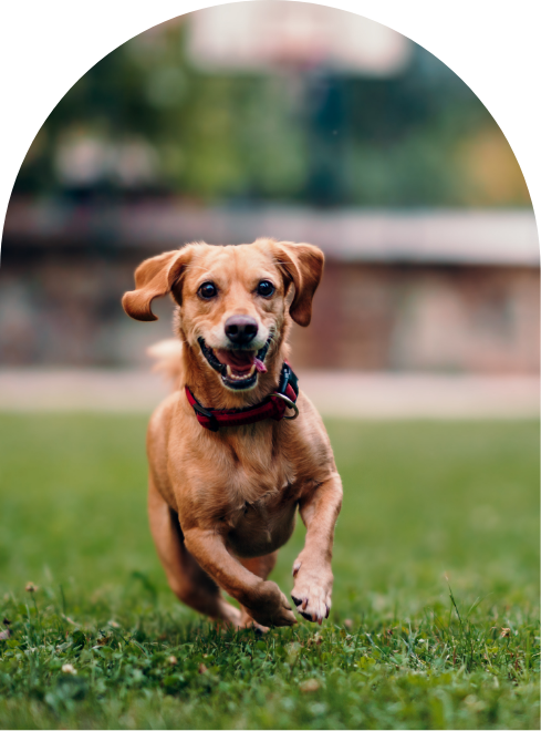a dog running on grass