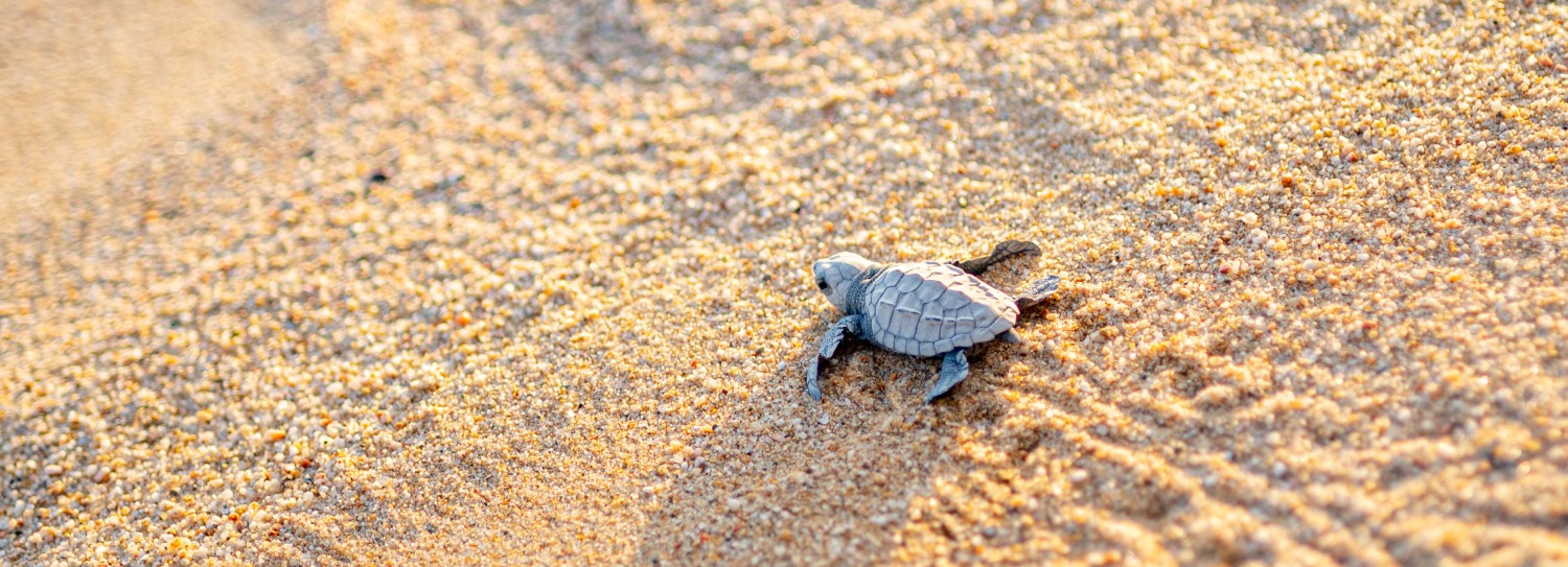 a baby turtle on sand