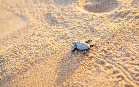 Sea Turtle Season at Quivira Los Cabos: A Record Year for Conservation Blog Post