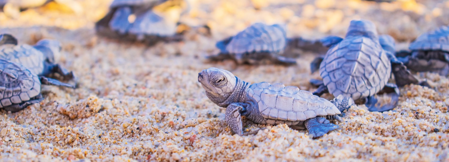 a group of baby turtles on sand