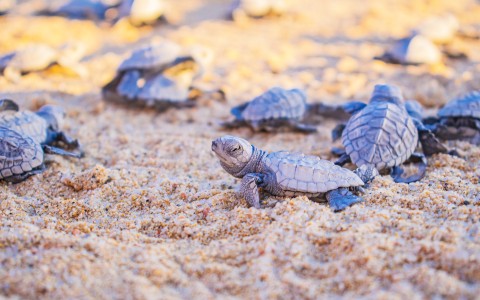 Record Number of Sea Turtle Nests Protected this Season  Blog Post