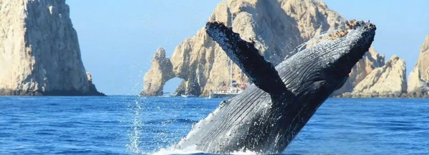 a whale jumping out of the water with Arch of Cabo San Lucas in the background