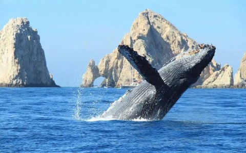 Whale Watching Season is Here! An Unforgettable Winter Experience at Quivira Los Cabos. Blog Post