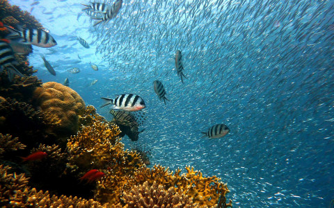 Baja California Sur’s Amazing Biodiversity Blog Post