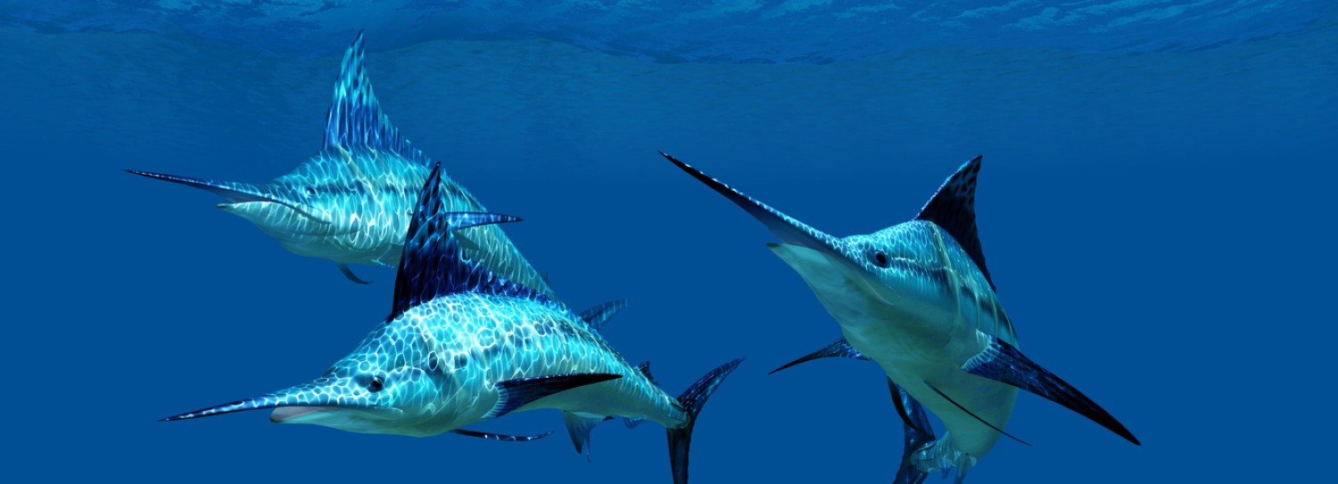 a group of fish swimming in the water