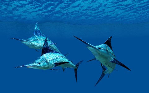October Welcomes Cabo’s Top Fishing Tournaments   Blog Post