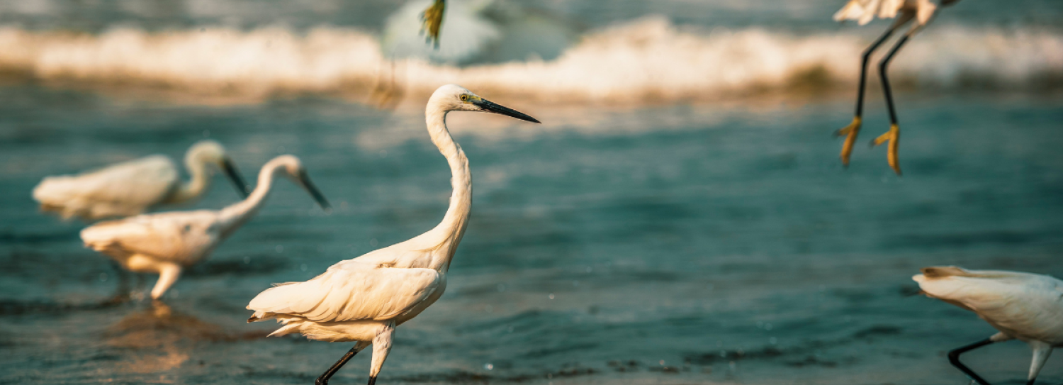 a group of birds standing in water