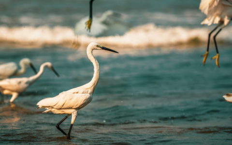 Birdwatching in Los Cabos Blog Post