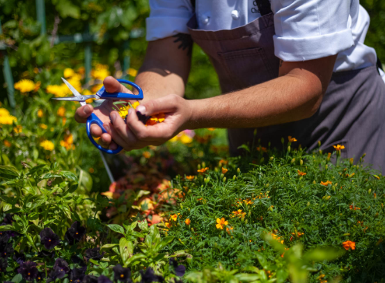 a person cutting flowers with scissors