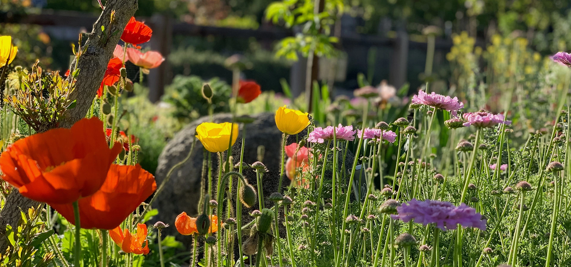 closeup of colorful flowers in bloom