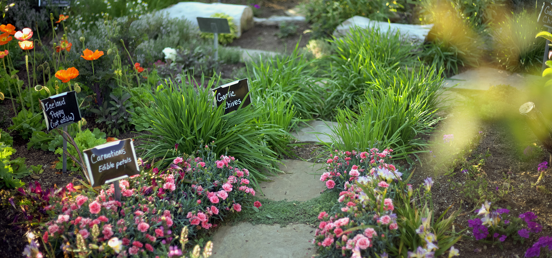 cement steps surrounded by crops