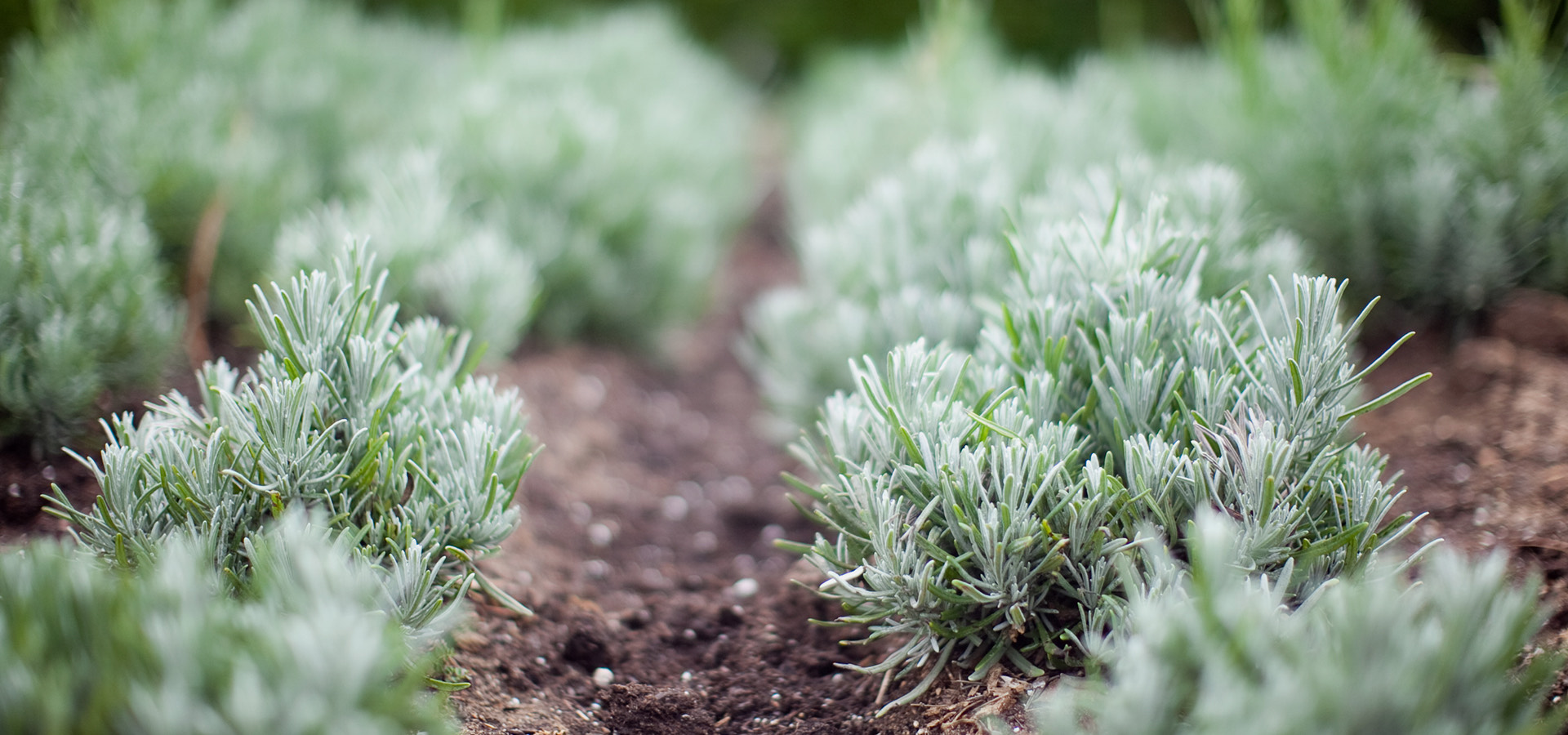 closeup of thyme growing on ground 