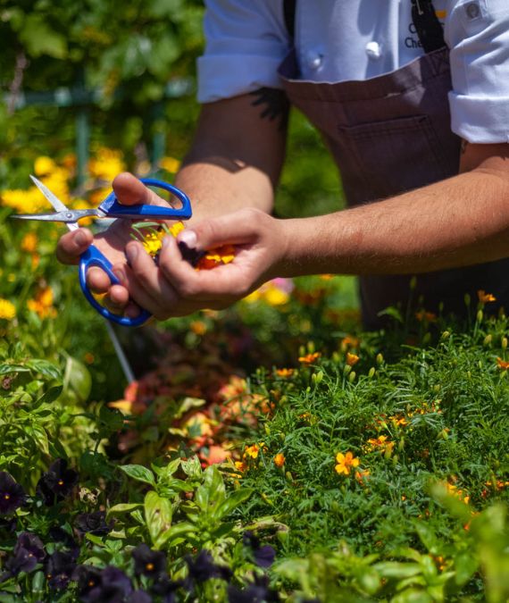 a person cutting flowers with scissors