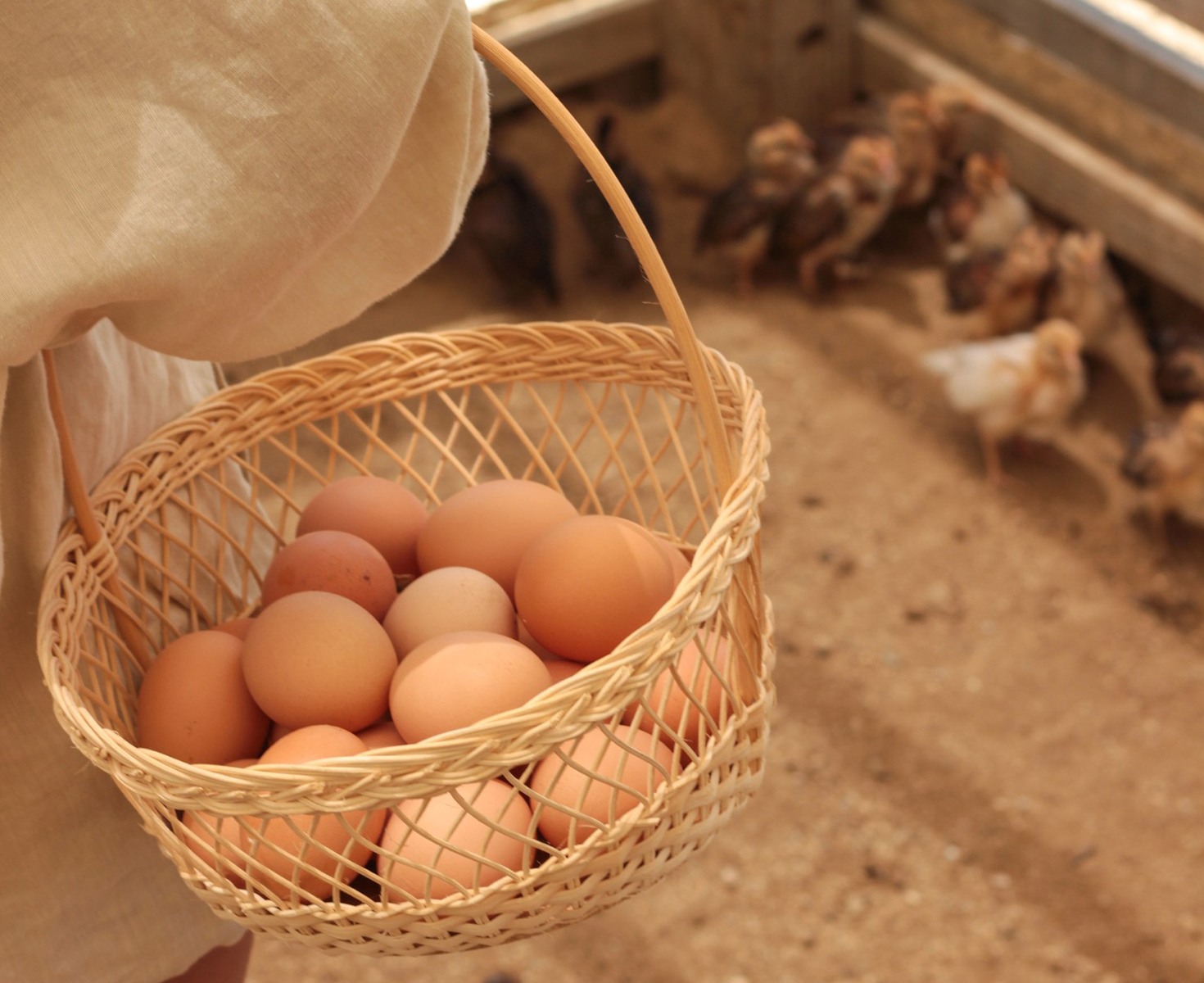 a basket of eggs in a chicken coop