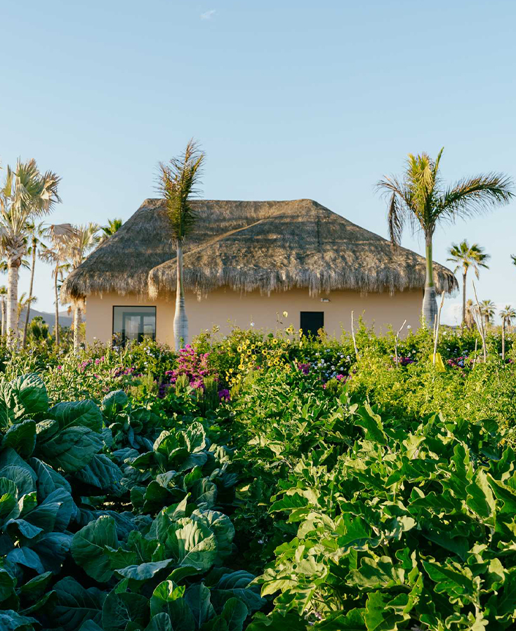 a house with a thatched roof surrounded by plants