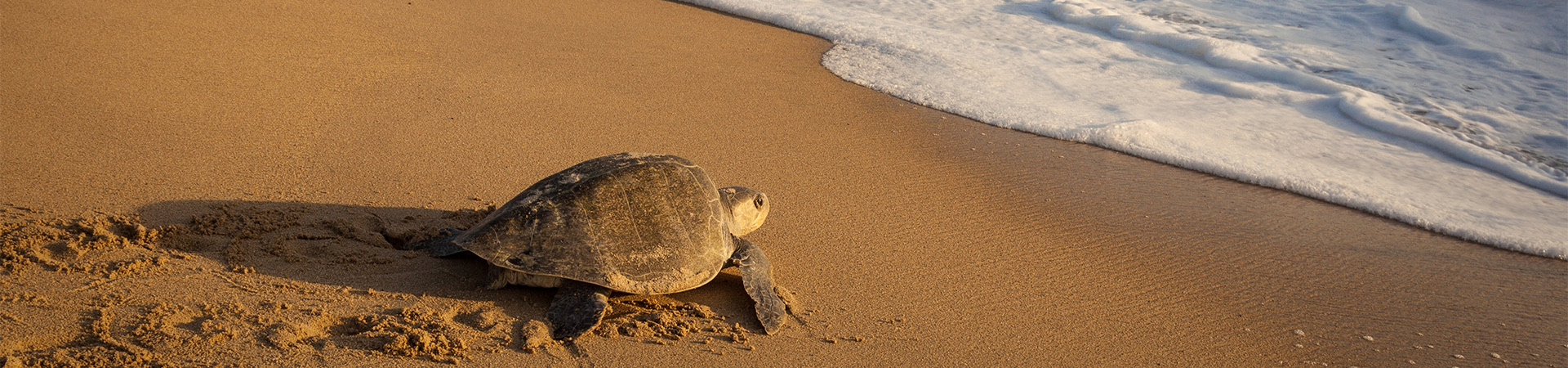 a turtle heading to the ocean with the sun shining