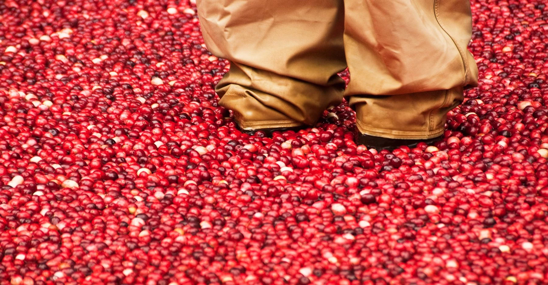 a person's feet on a pile of cranberries