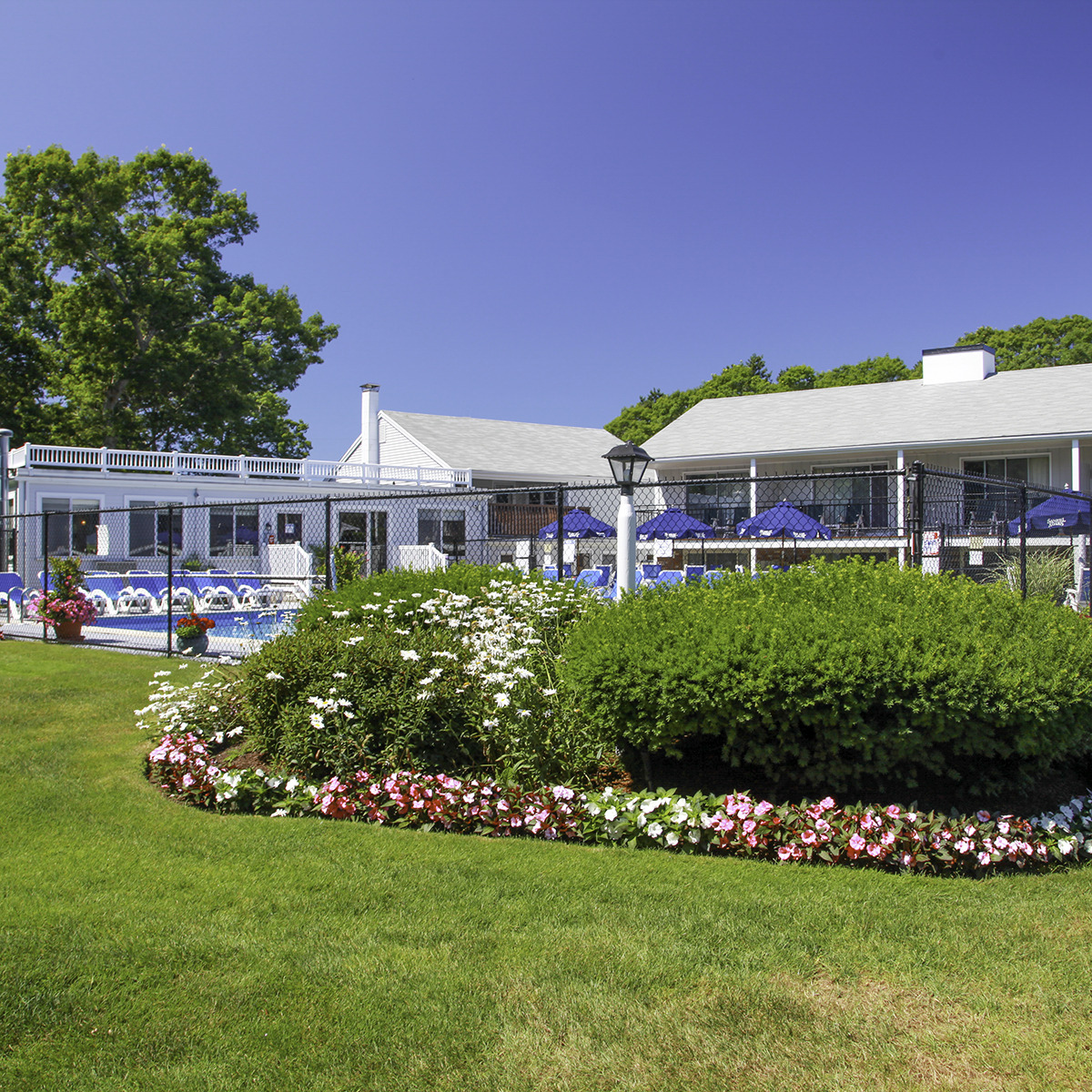 a lawn with bushes and bushes around it
