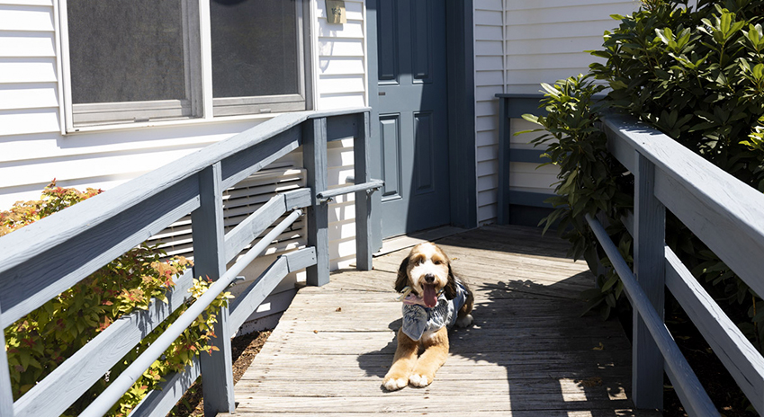 a dog lying on a wooden deck