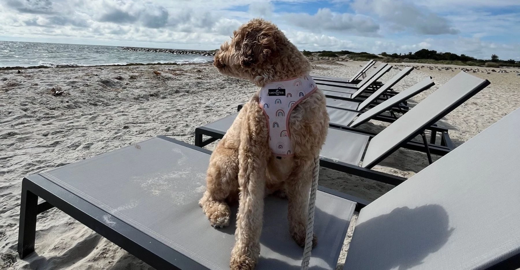 Red Jacket Resorts Cape Cod Dog Friendly Barktober