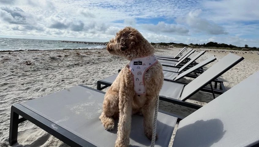 Red Jacket Resorts Cape Cod Dog Friendly Barktober