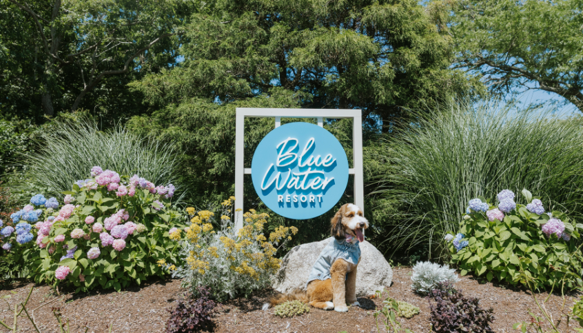 Red Jacket Resorts Cape Cod Dog Friendly Hotel