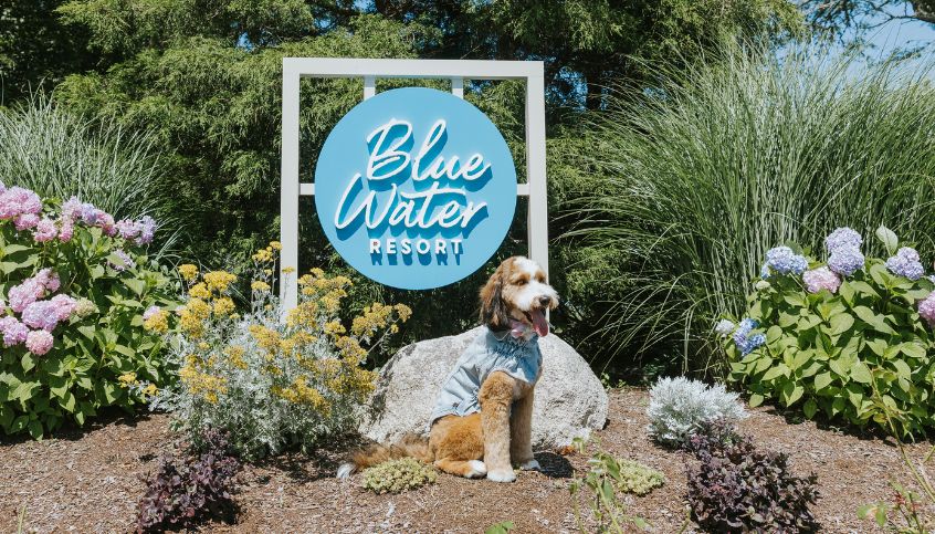 a dog sitting in front of a sign