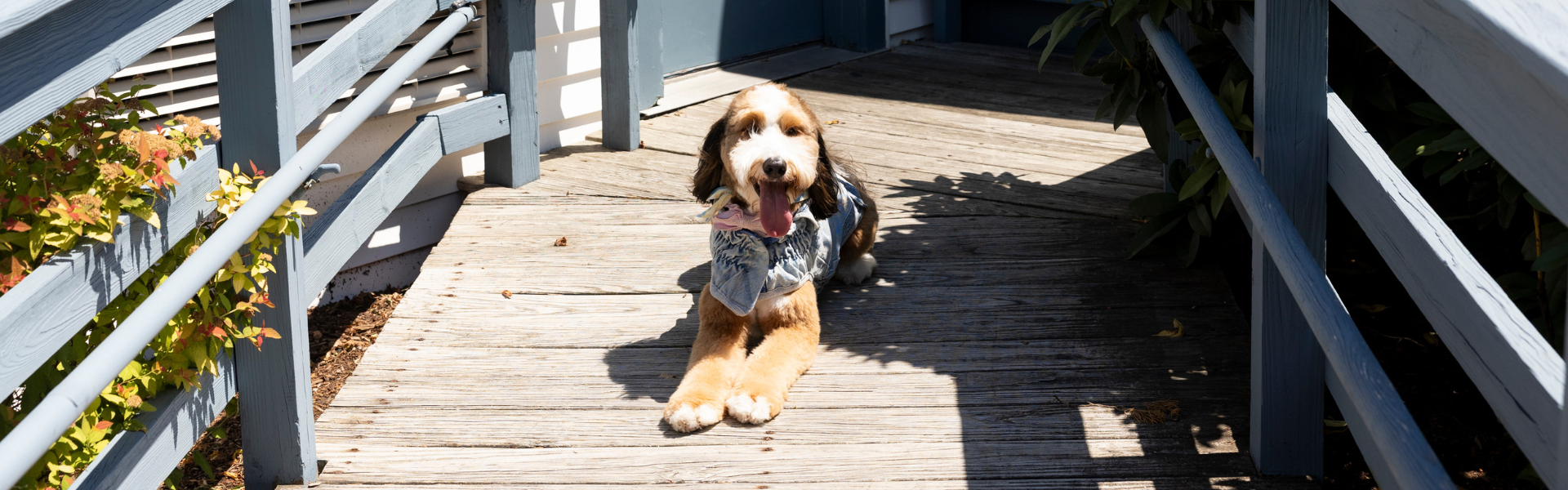 Red Jacket Resorts Cape Cod Pet Friendly Hotel