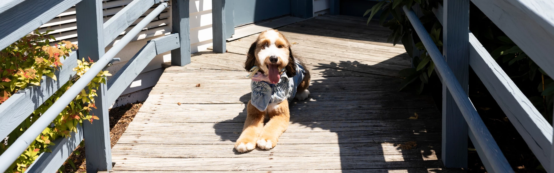 Red Jacket Resorts Cape Cod Pet Friendly Hotel
