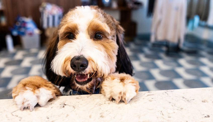Red Jacket Resorts Cape Cod Pet Friendly Hotel