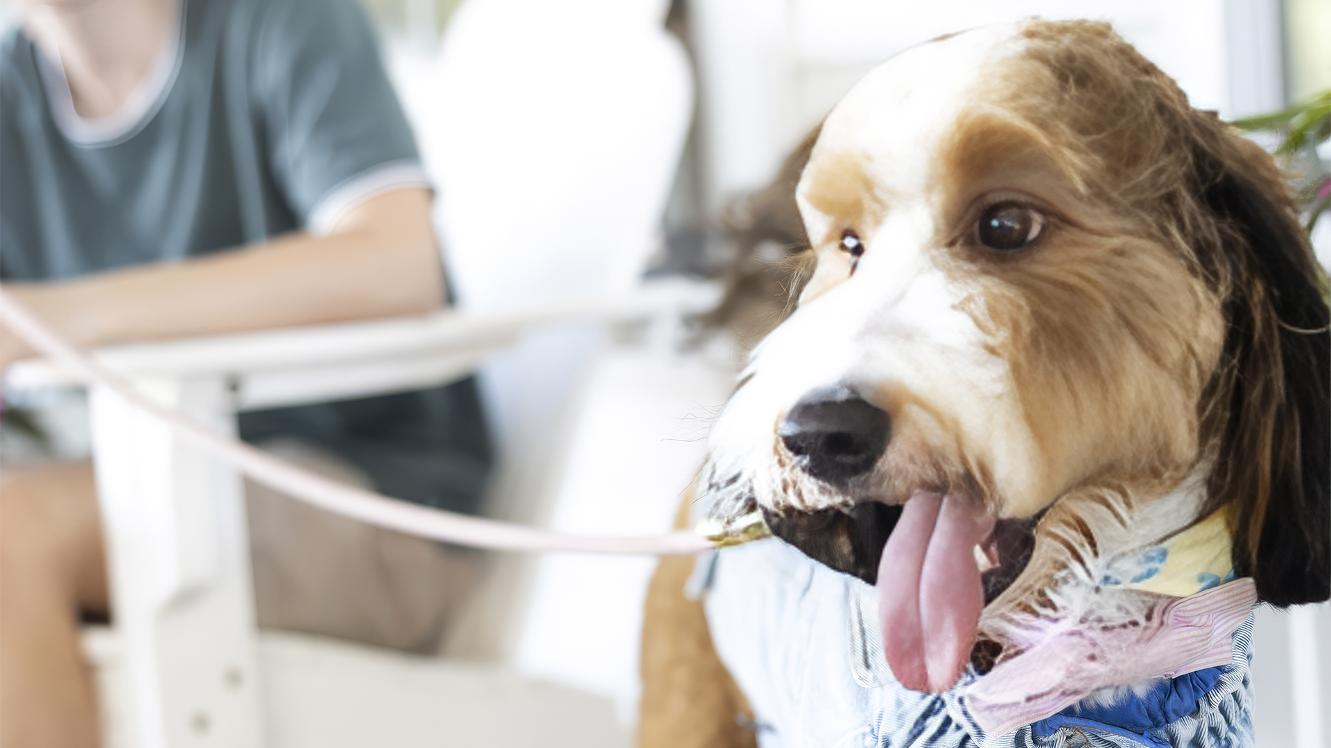 a dog with its tongue out