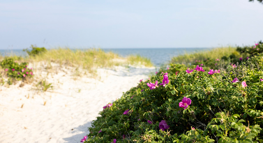 a purple flowers on a bush next to a beach