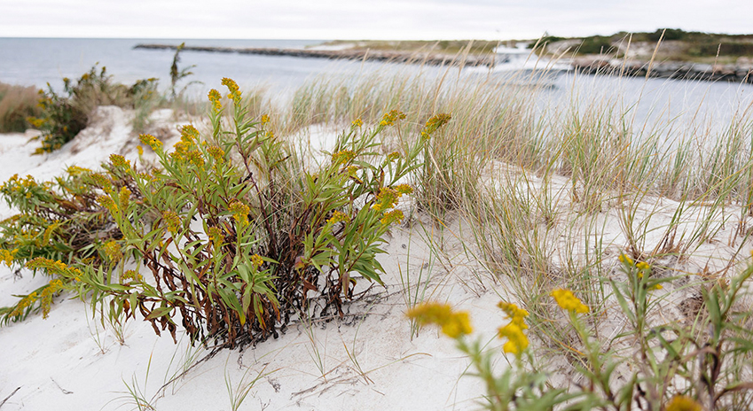 a plant on a beach