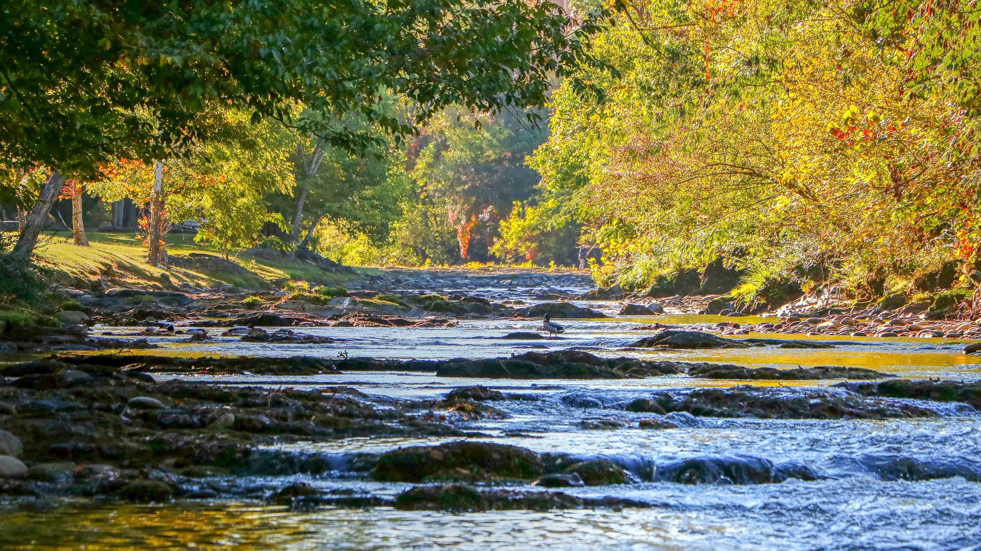 a river with rocks and trees