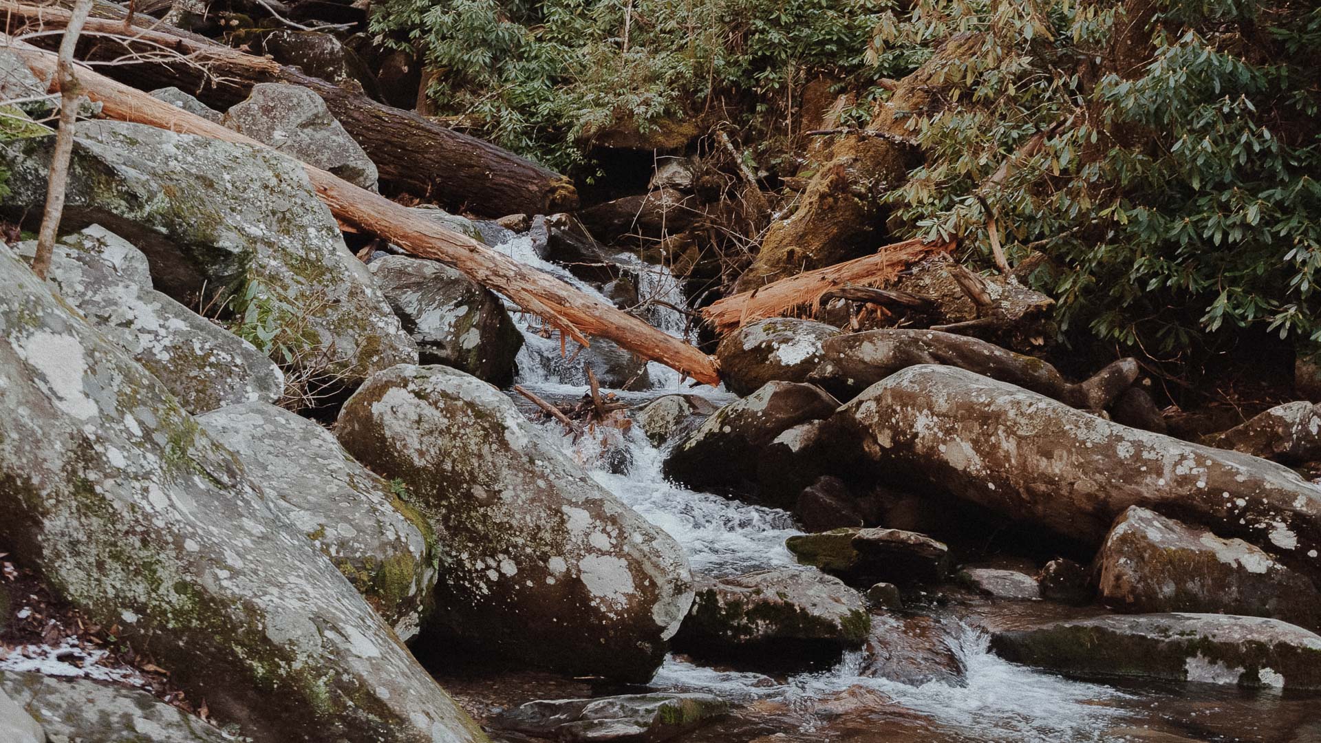 a river flowing through a forest
